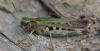 352442 – Photo : Christian Berquer – France (05)