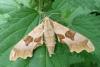 352910 – Photo : Mathurin CARNET – France (58)