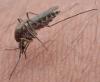 Culex pipiens