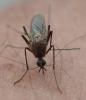 Culex pipiens
