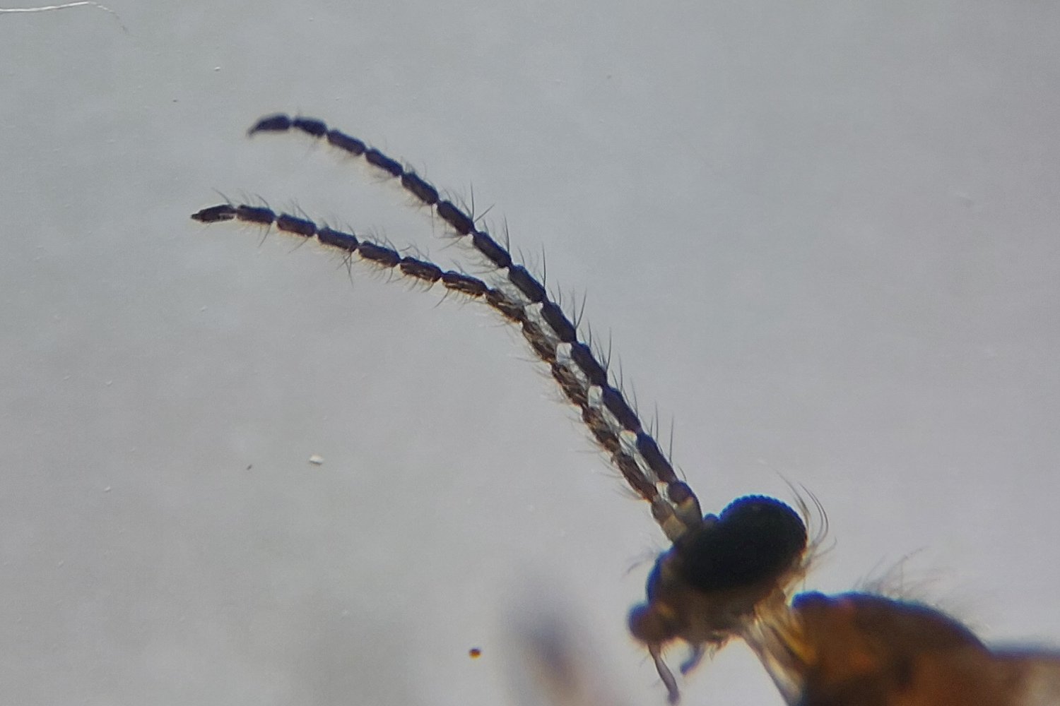 Anonyme - Xylodiplosis aestivalis - réf. 352464 (1500 x 1000 pixels, 123 ko)