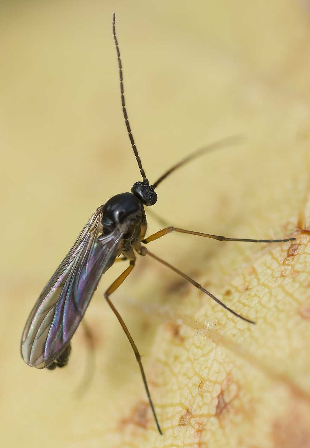 ANDRE LABETAA - Schwenckfeldina carbonaria - réf. 352287 (1037 x 1500 pixels, 108 ko)