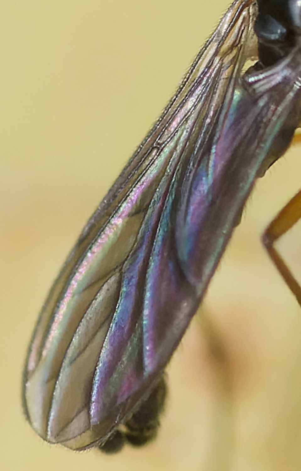 ANDRE LABETAA - Schwenckfeldina carbonaria - réf. 352360 (958 x 1500 pixels, 118 ko)