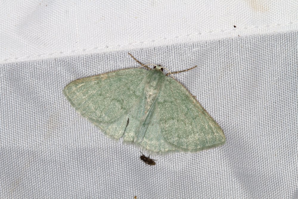 Cédric Alonso - Pseudoterpna pruinata - réf. 352624 (1000 x 667 pixels, 200 ko)