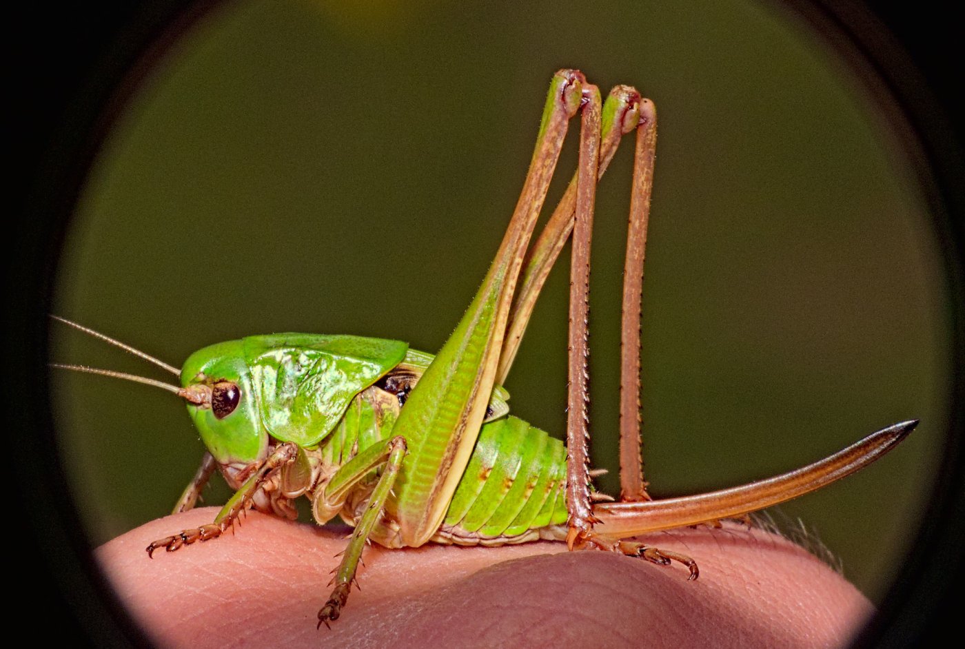 Florian ALONSO - Decticus verrucivorus verrucivorus - réf. 352898 (1400 x 942 pixels, 212 ko)