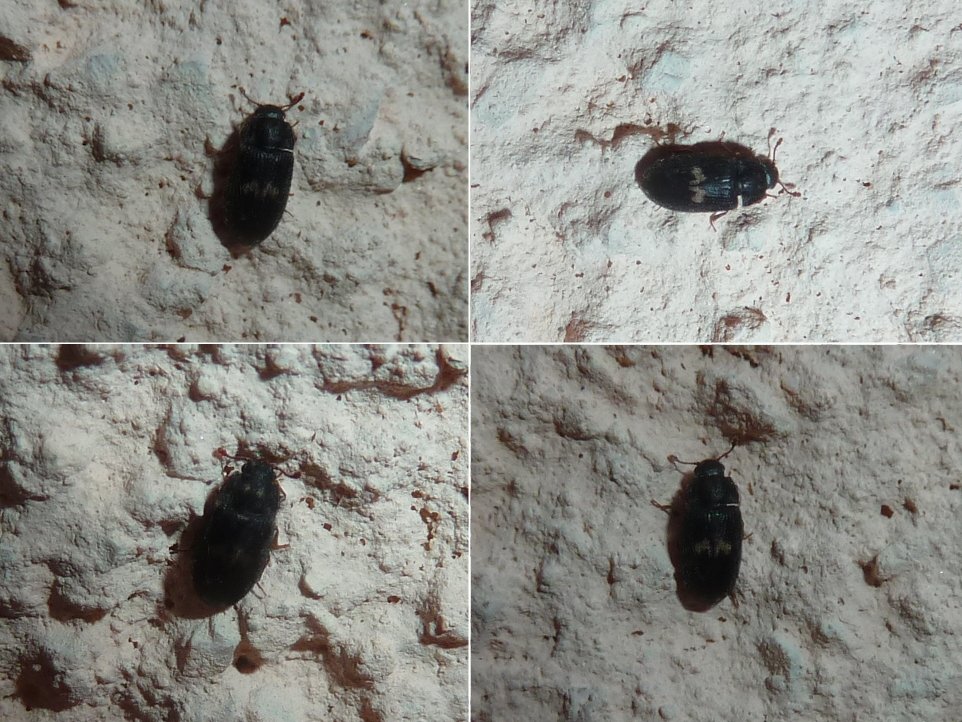 Bobabar - Biphyllus lunatus - réf. 352648 (962 x 722 pixels, 181 ko)