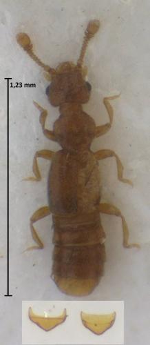 Leptoplectus spinolae