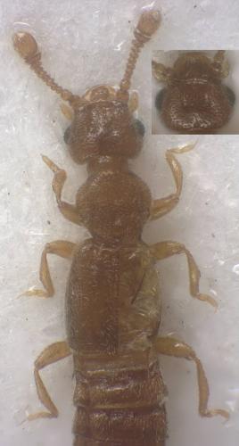 Réf. 353 526 : Leptoplectus spinolae