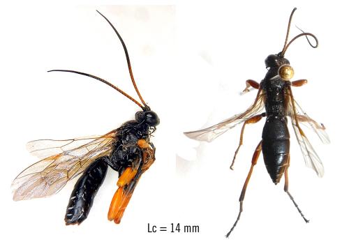 Réf. 353 744 : Eutanyacra glaucatoria
