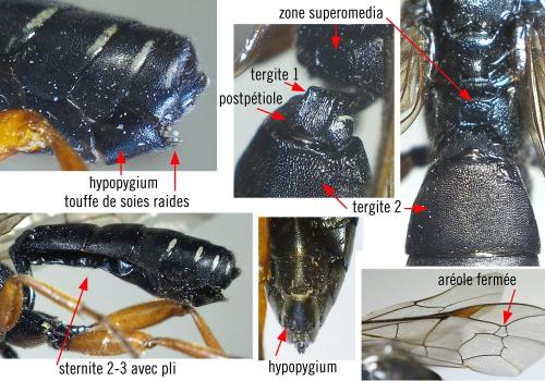 Réf. 353 745 : Eutanyacra glaucatoria