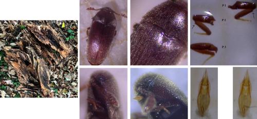 Réf. 353 084 : Trixagus gracilis