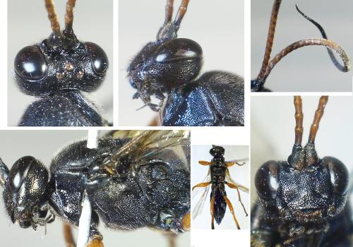 Réf. 353 748 : Eutanyacra glaucatoria