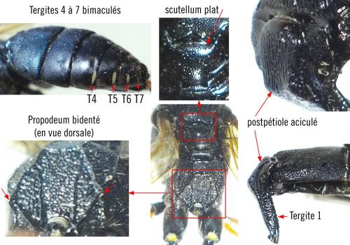 Réf. 353 767 : Eutanyacra glaucatoria