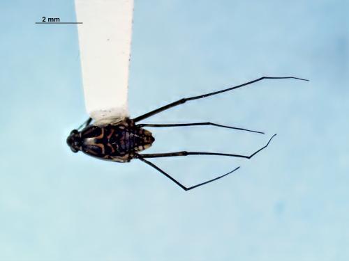 Réf. 353 952 : Trepobates inermis