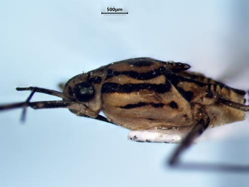 Trepobates pictus