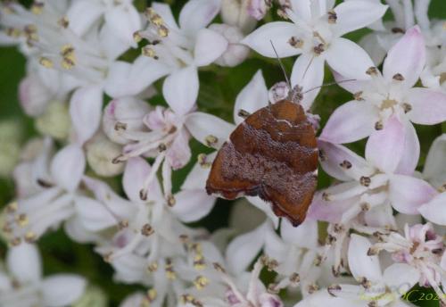 Réf. 353 267 : Choreutis nemorana