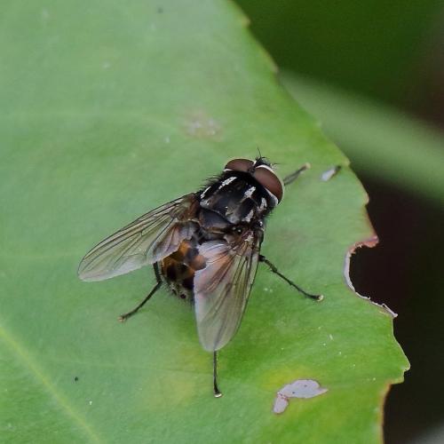 Réf. 353 148 : Graphomya maculata