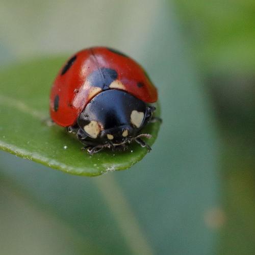 Coccinella septempunctata