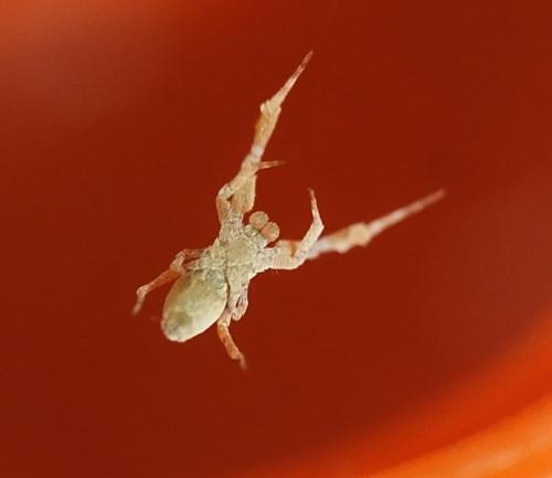 Uloborus plumipes