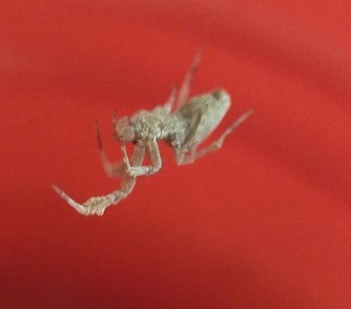Uloborus plumipes