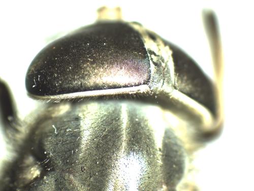 Tabanus miki