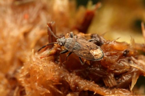 Réf. 353 083 : Peritrechus angusticollis