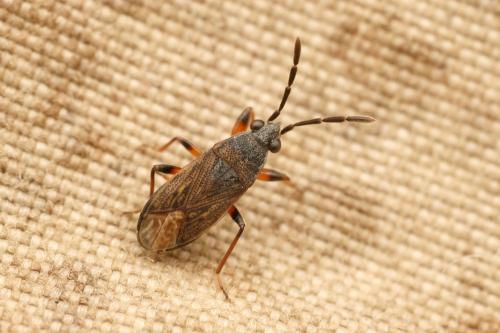 Réf. 353 101 : Peritrechus angusticollis