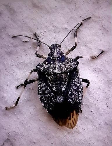 Réf. 353 601 : Halyomorpha halys