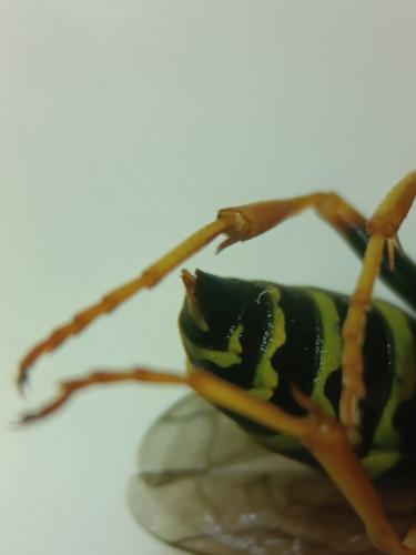 Réf. 353 660 : Polistes nimpha