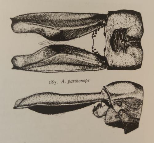 Anax parthenope