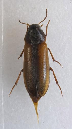 Dolotarsus lividus