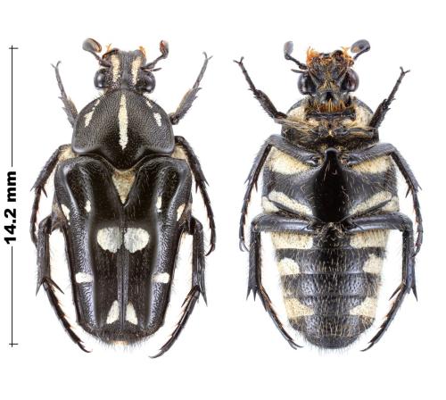 Ixorida vidua