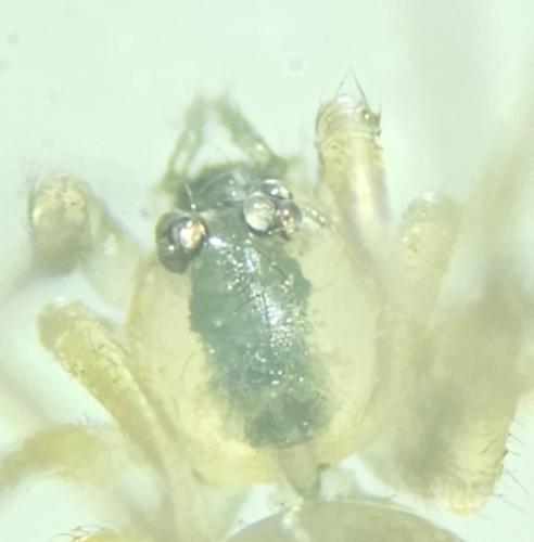 Quamtana mabusai