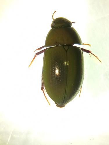 Réf. 353 519 : Limnoxenus niger