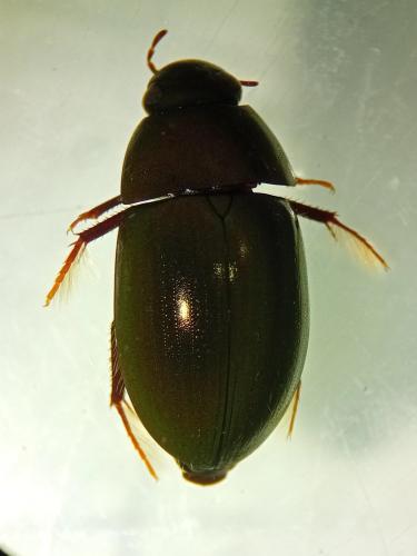 Réf. 353 520 : Limnoxenus niger