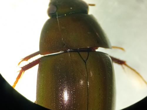 Réf. 353 521 : Limnoxenus niger
