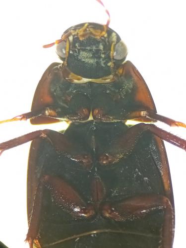 Réf. 353 522 : Limnoxenus niger