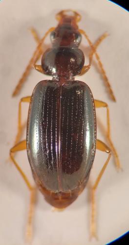 Ocys quinquestriatus
