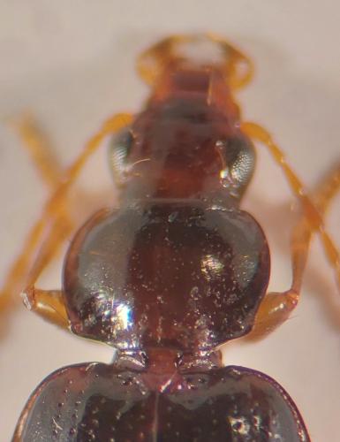Ocys quinquestriatus