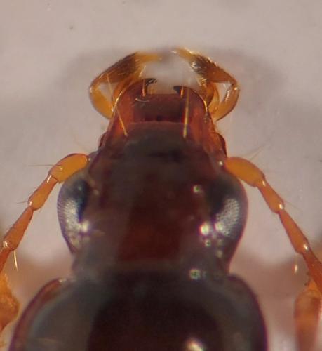 Ocys quinquestriatus