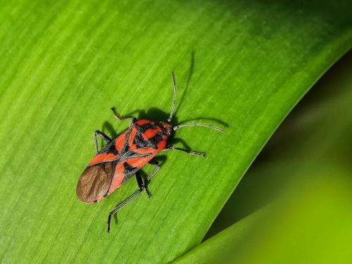 Réf. 353 852 : Spilostethus furcula