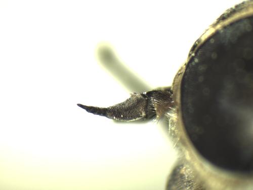 Réf. 353 418 : Tabanus bromius