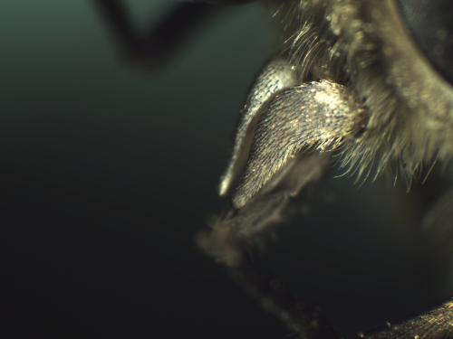 Réf. 353 472 : Tabanus bromius
