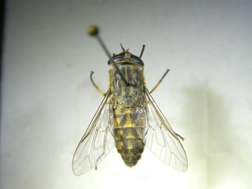 Réf. 353 416 : Tabanus bromius