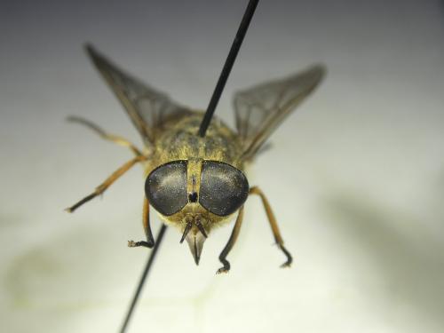 Réf. 353 417 : Tabanus bromius