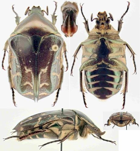 Protaetia celebica