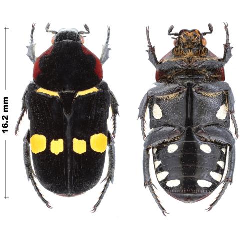 Réf. 353 147 : Glycyphana rubromarginata