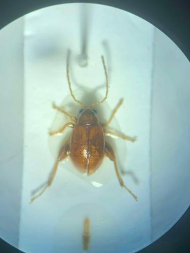 Réf. 353 159 : Longitarsus rutilus