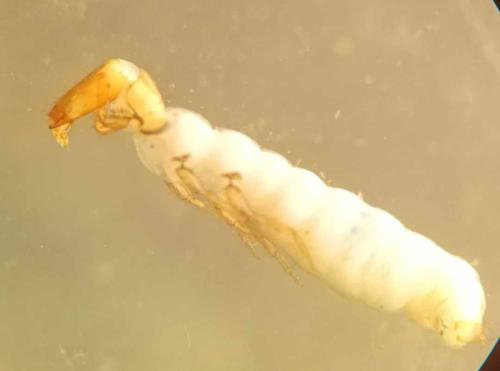Wormaldia sp.