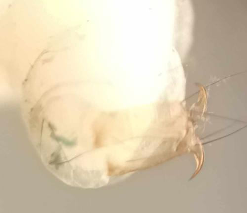 Wormaldia sp.